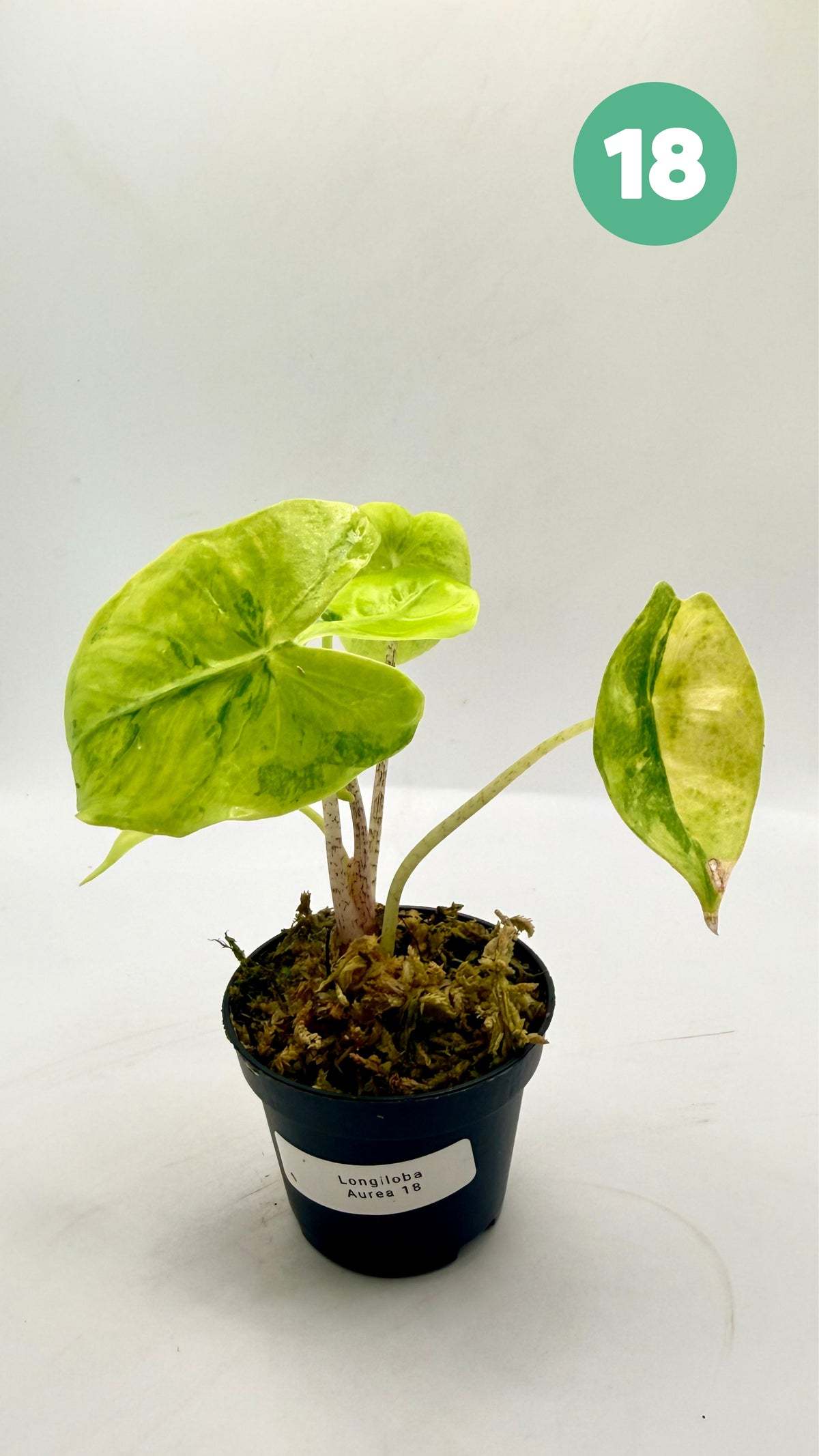 Alocasia Longiloba Aurea Variegata
