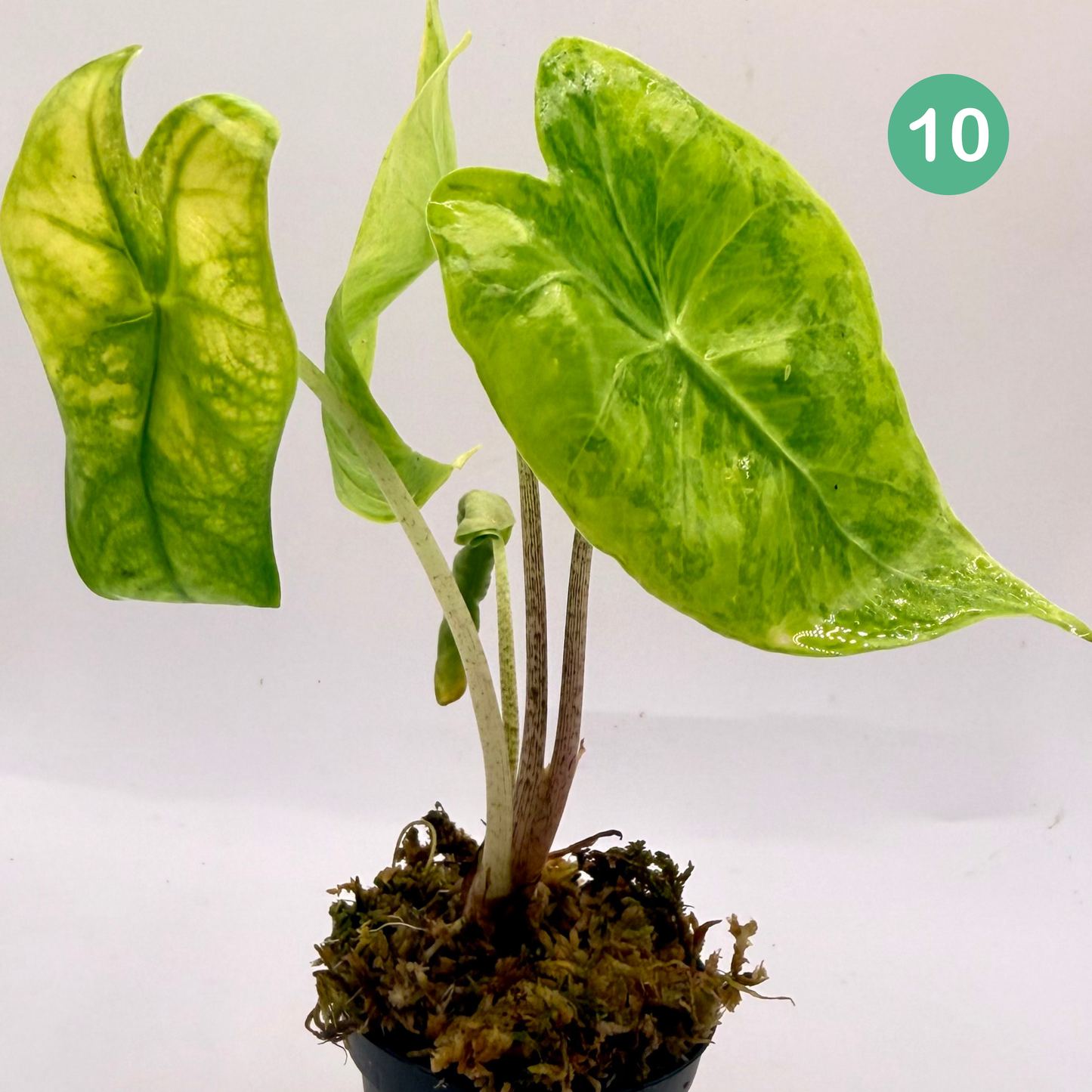 Alocasia Longiloba Aurea Variegata