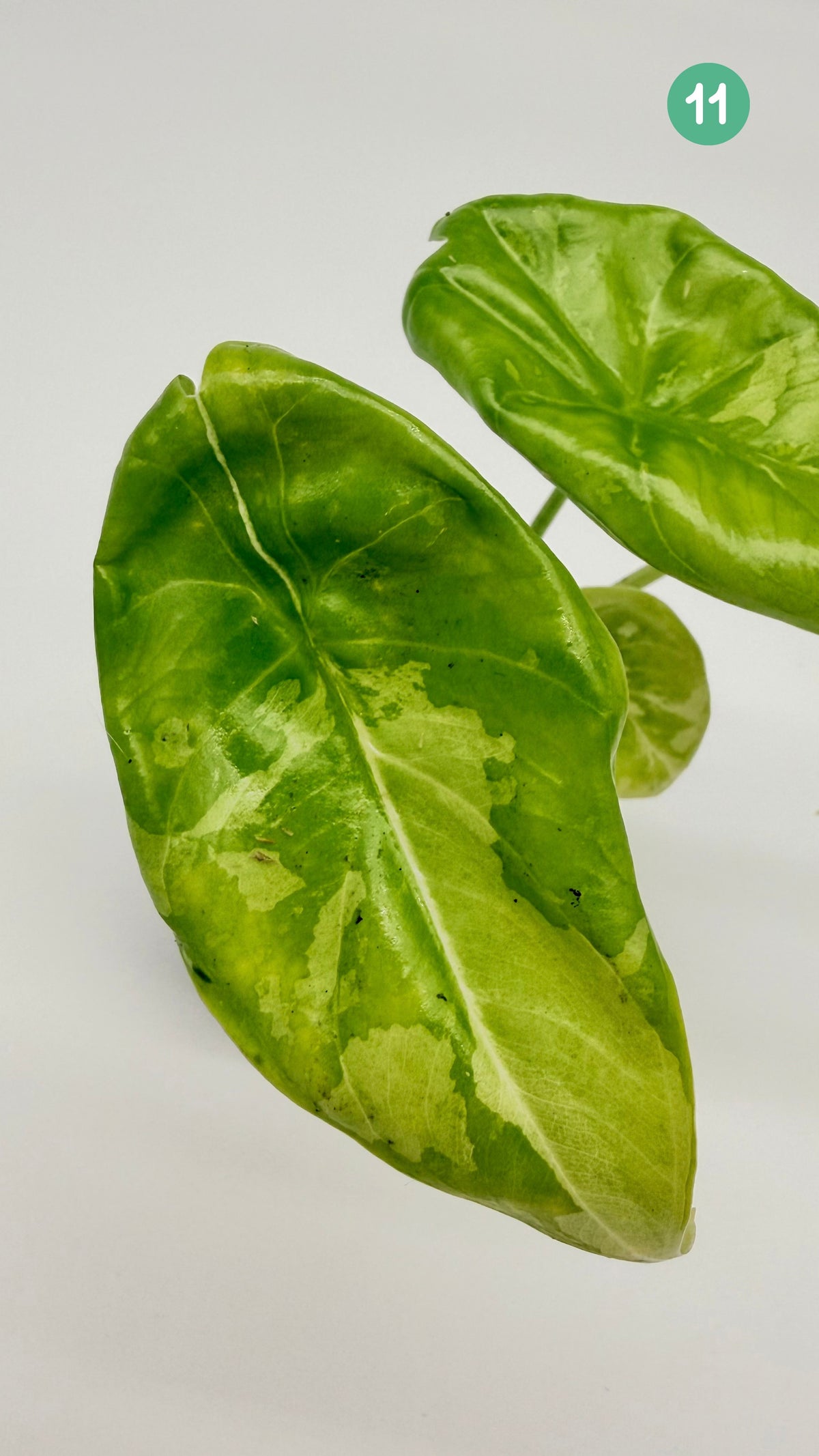 Alocasia Acuminata Albo Variegata