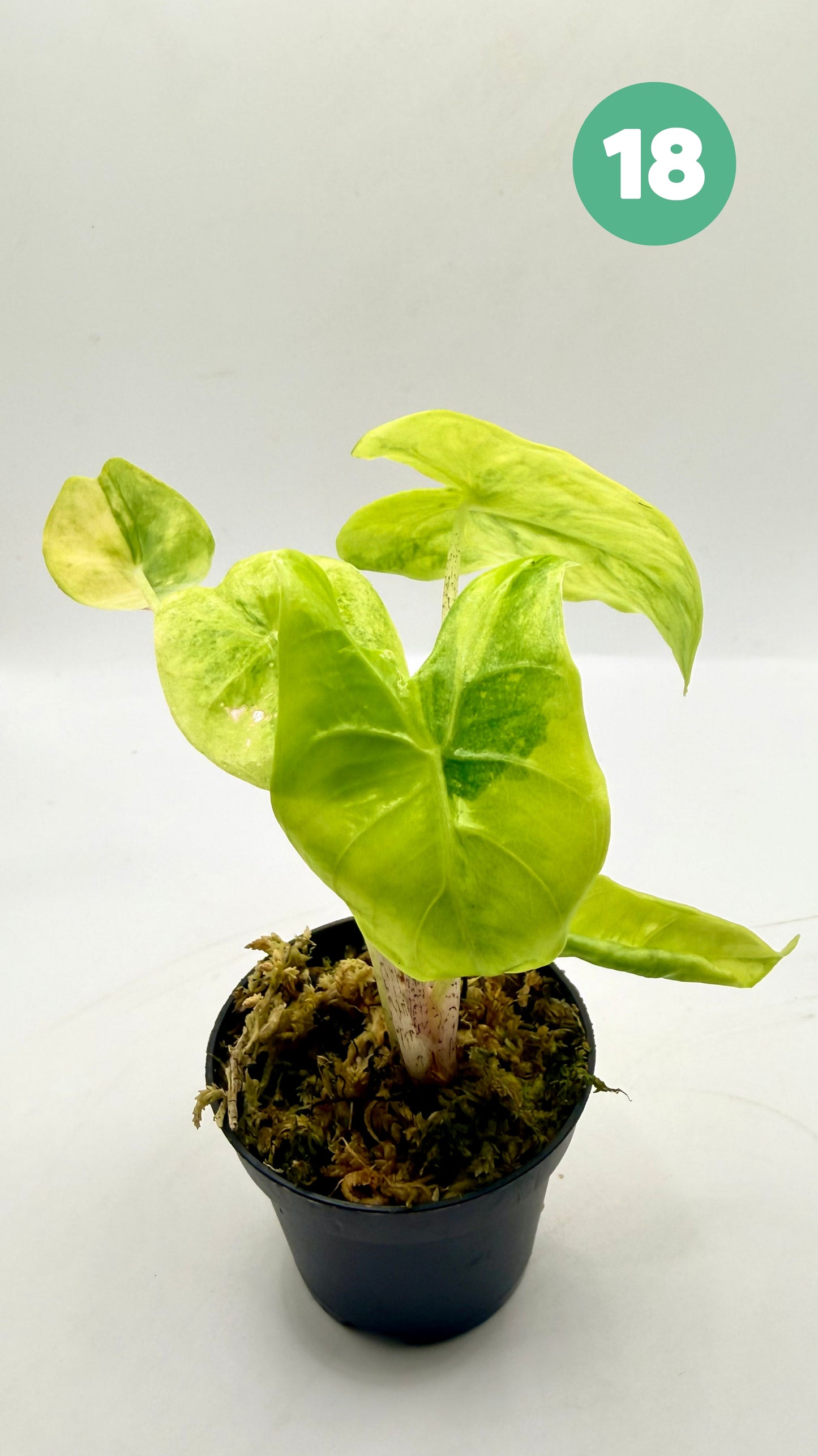 Alocasia Longiloba Aurea Variegata