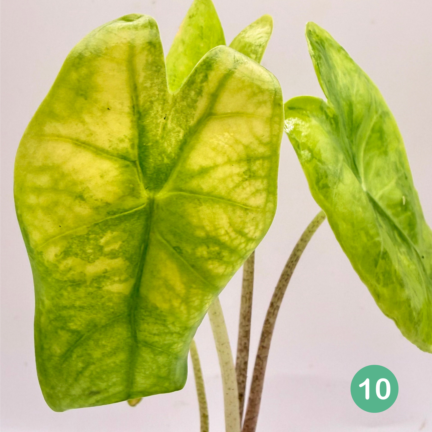 Alocasia Longiloba Aurea Variegata