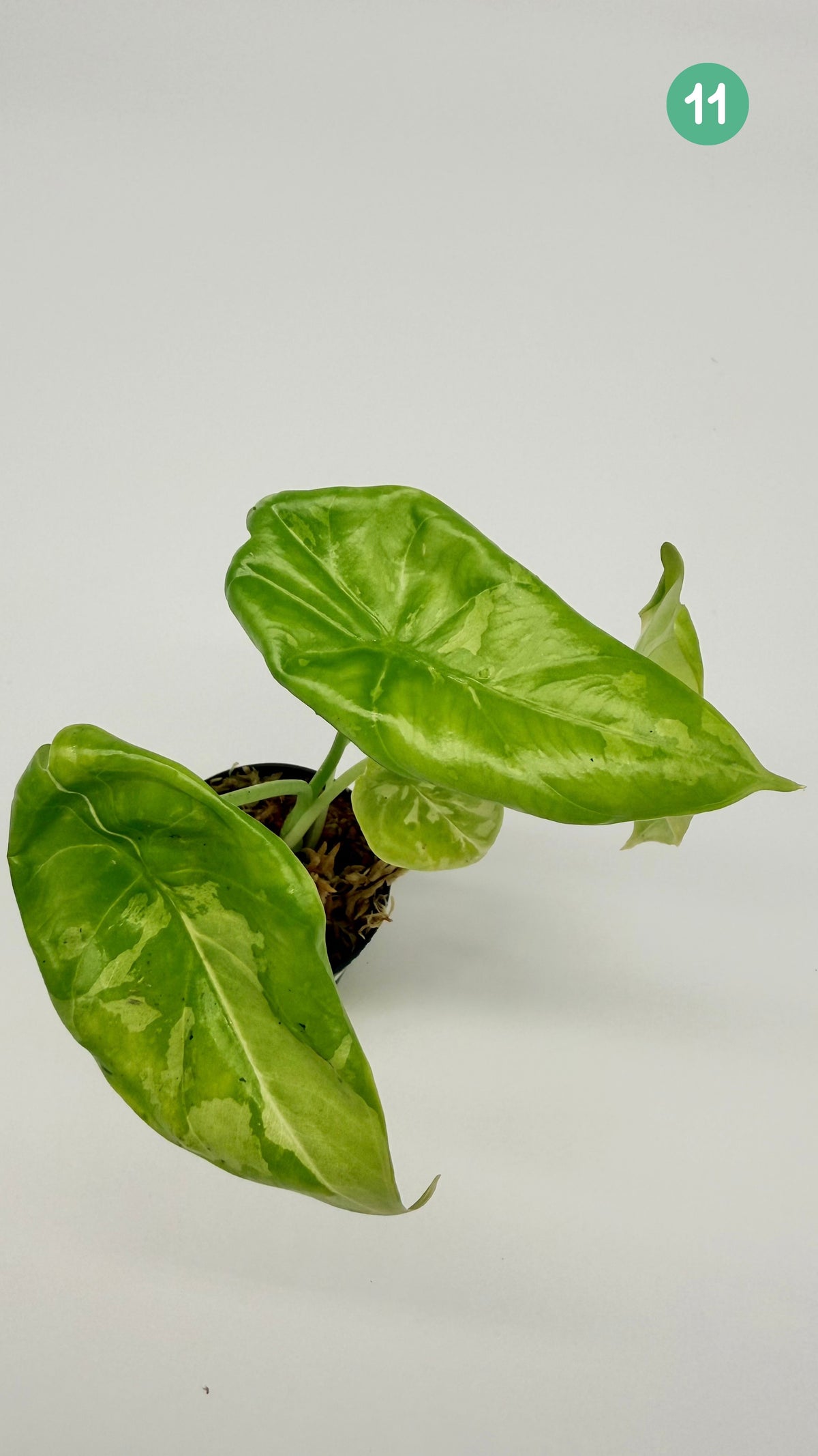 Alocasia Acuminata Albo Variegata