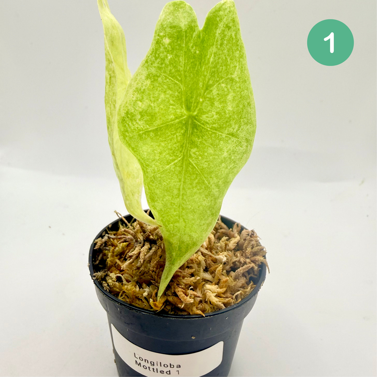 Alocasia Longiloba Mottled Variegata