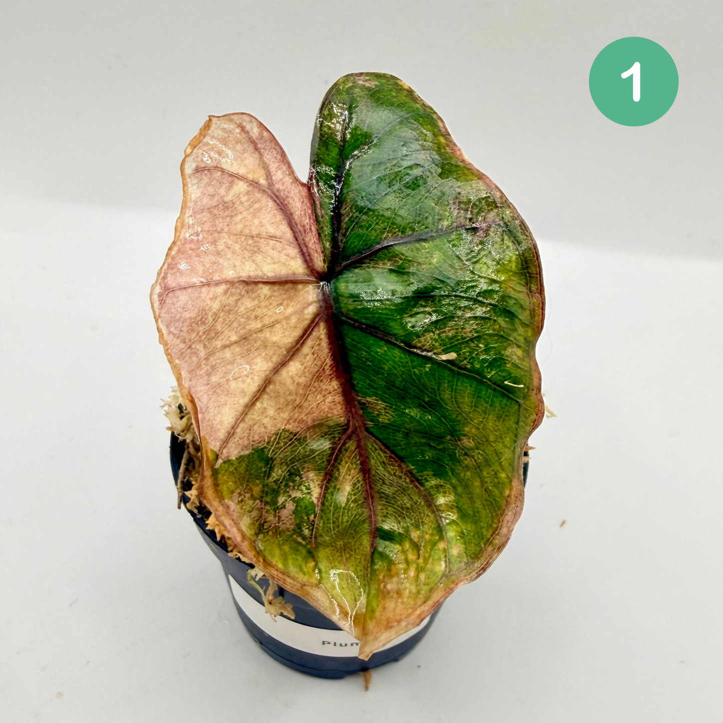 Alocasia Plumbea Nigra Albo/Pink Variegata