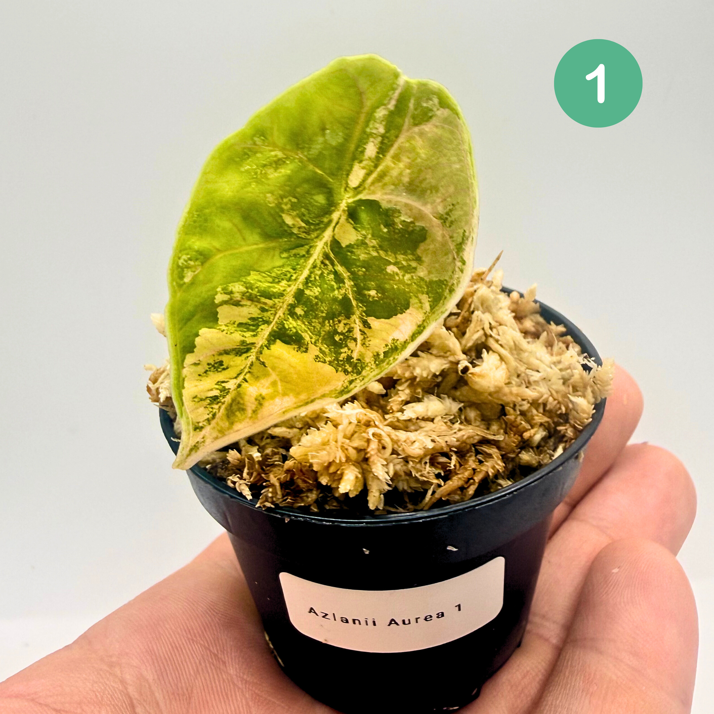 Alocasia Azlanii Aurea Variegata