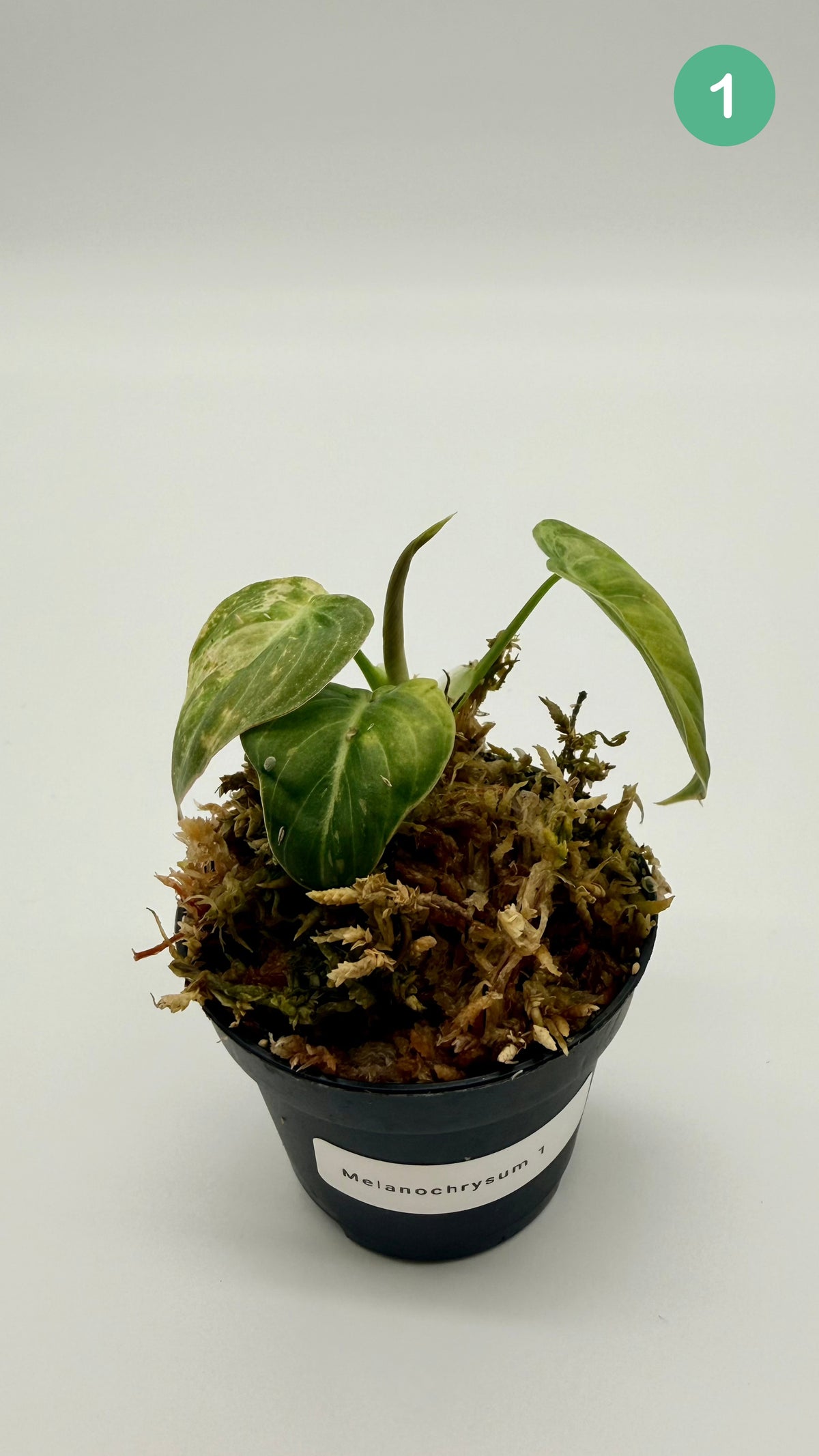 Philodendron Melanochrysum Orange/Pink Variegata