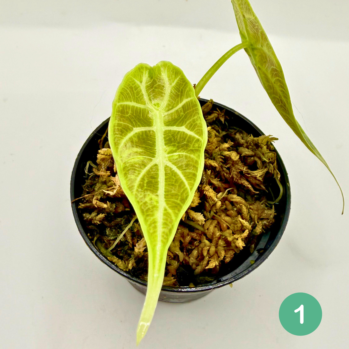 Alocasia Watsoniana Aurea Variegata