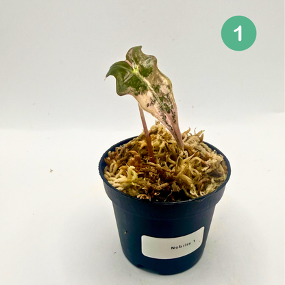 Alocasia Sanderiana Nobilis Pink Variegata