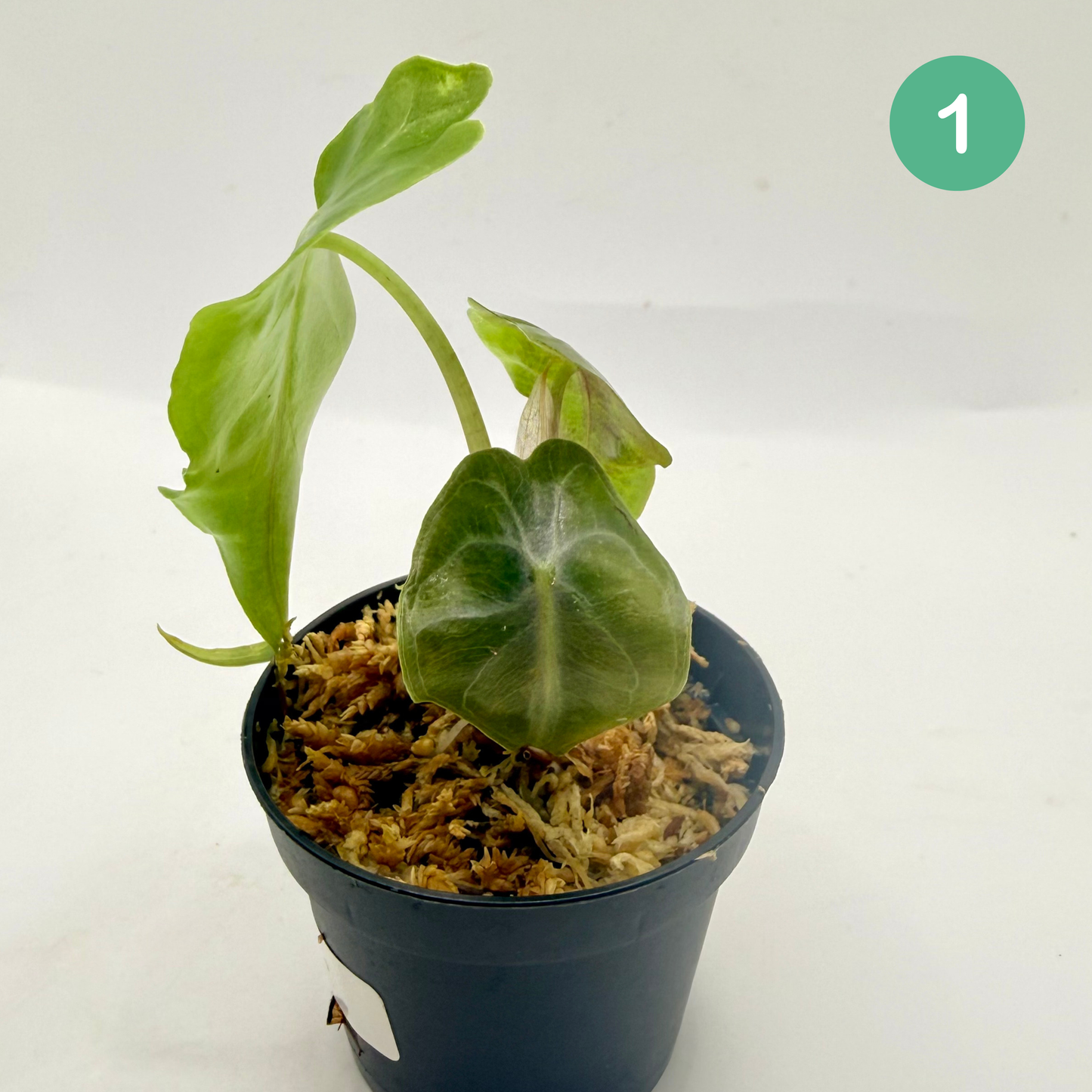 Alocasia Venom
