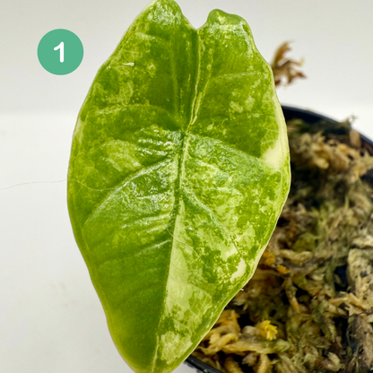 Alocasia Platinum Albo Variegata