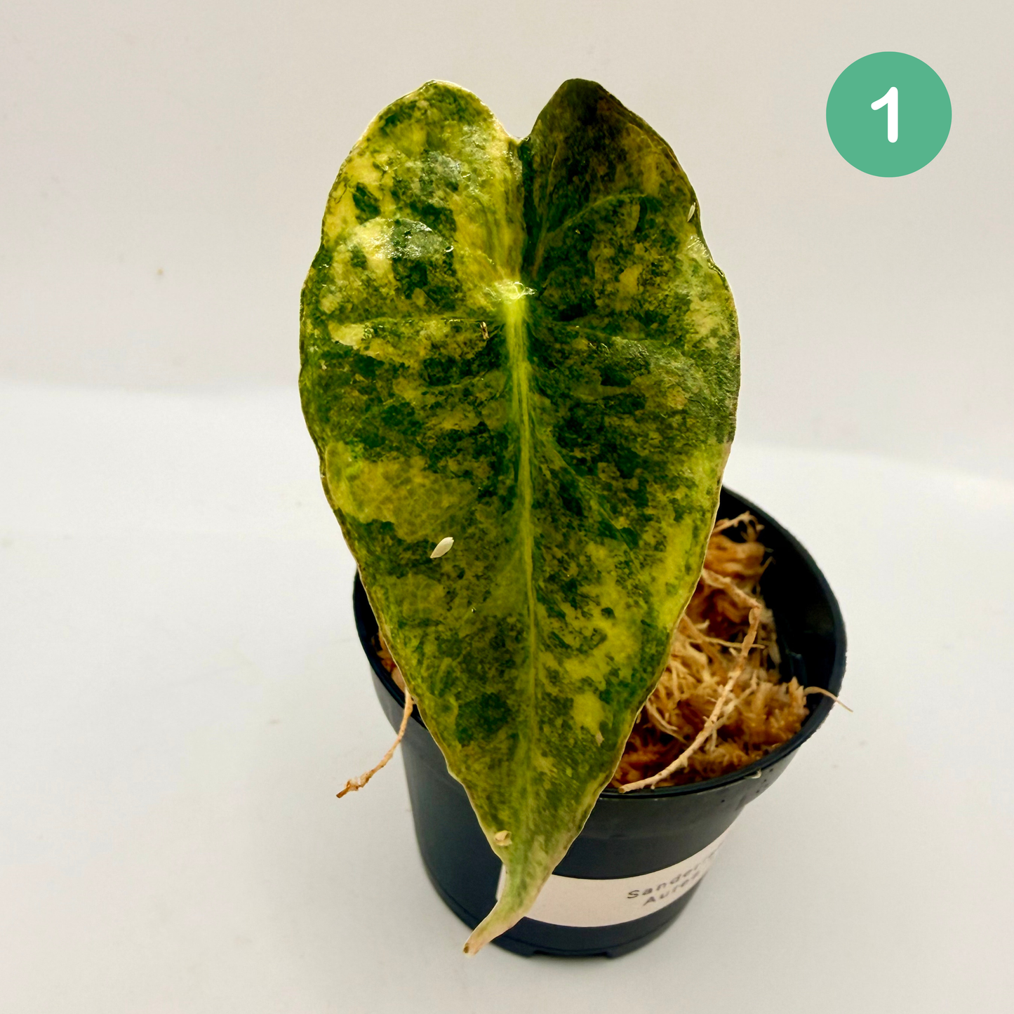 Alocasia Sanderiana Bull Aurea Variegata