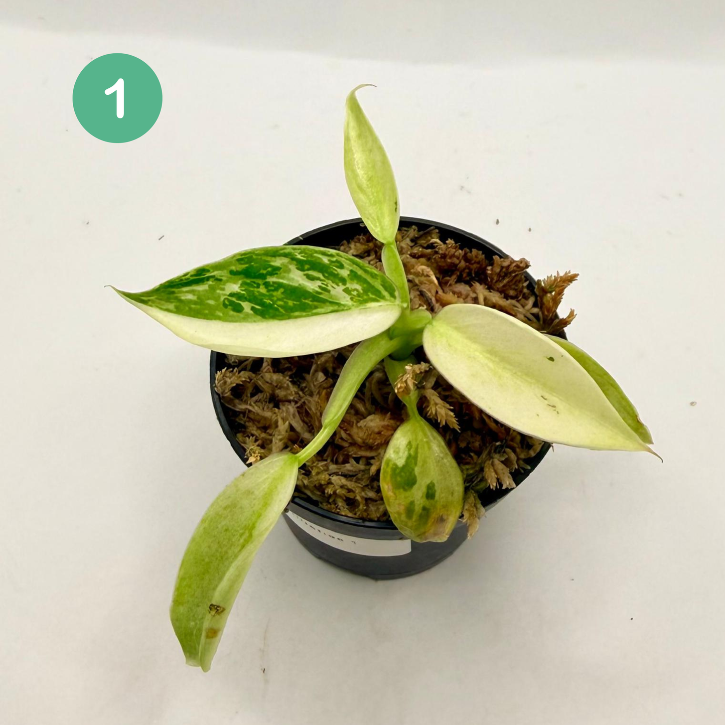 Philodendron Billietiae x José Buono Variegated