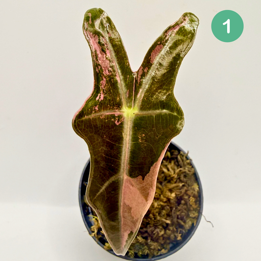 Alocasia Sanderiana Nobilis Pink Variegata