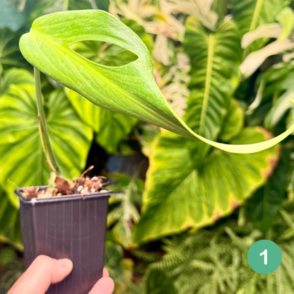 Monstera Burle Marx Flame