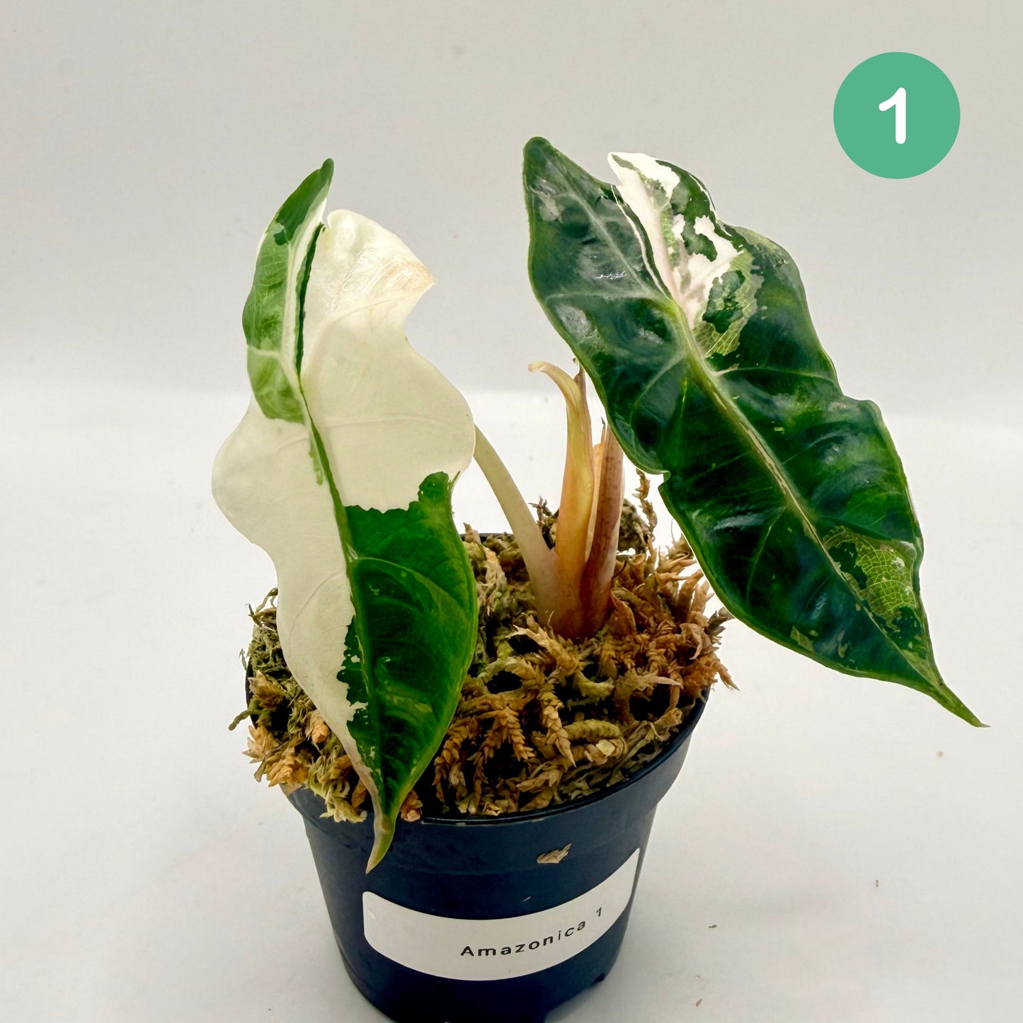 Alocasia Amazonica Pink/Albo Variegata