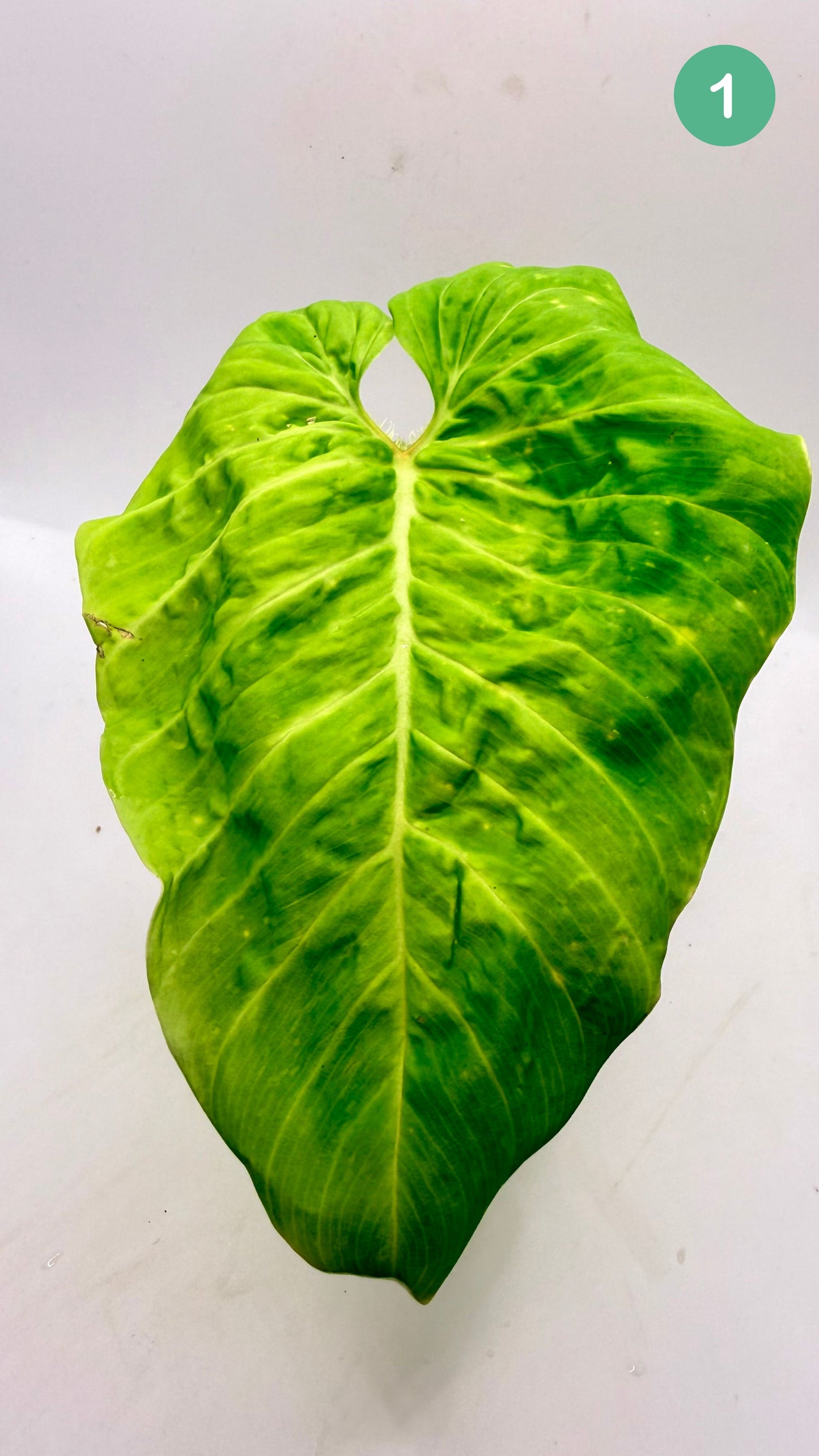 Philodendron Titanium (Serpens x Verrucosum)