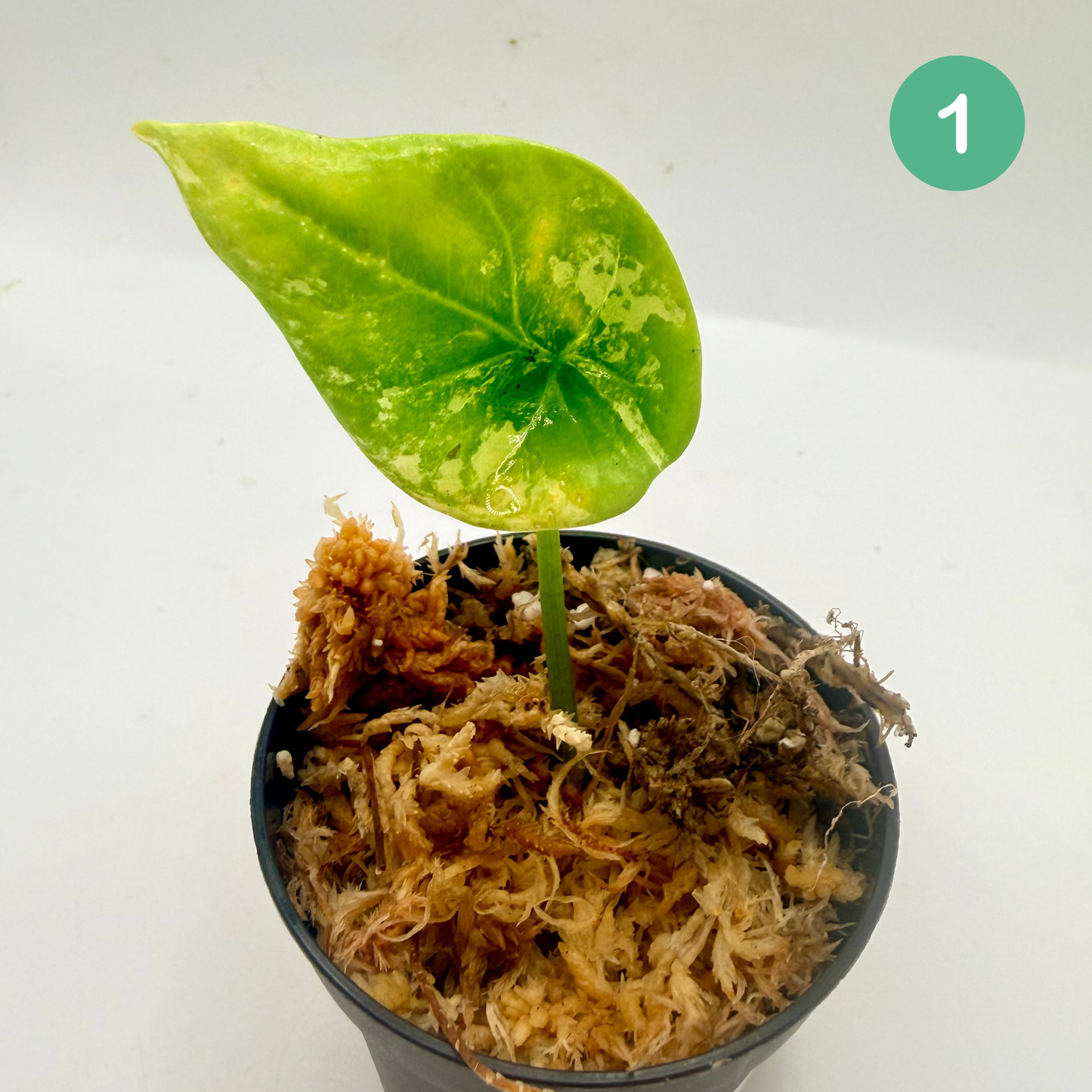 Alocasia Sinuata Albo Variegata