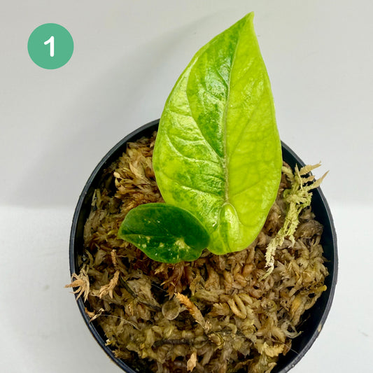 Alocasia Scalprum Aurea Variegata