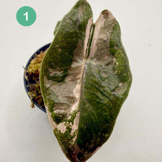 Alocasia Pseudo Sanderiana Albo/Pink Variegata