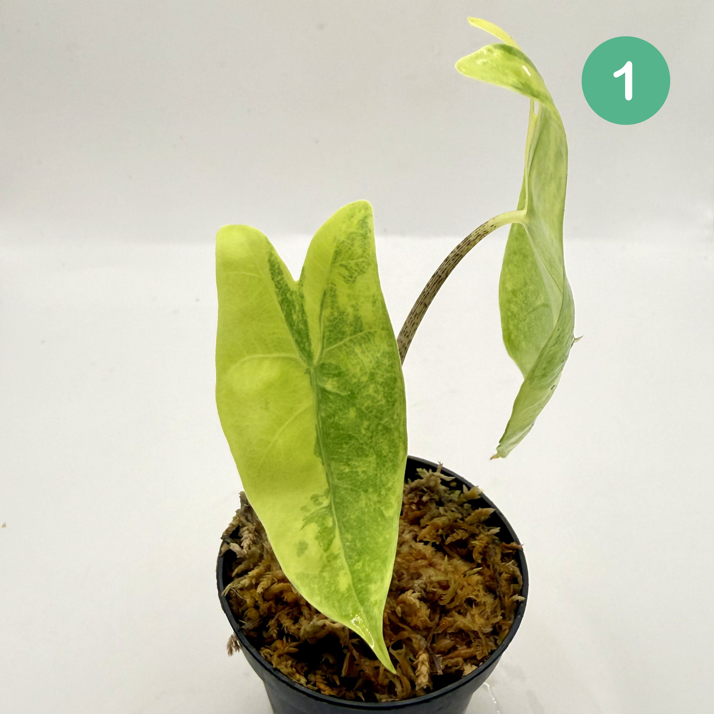 Alocasia Longiloba Aurea Variegata