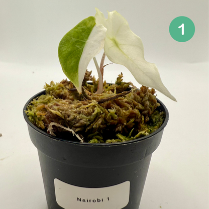 Alocasia Nairobi Nights Variegata