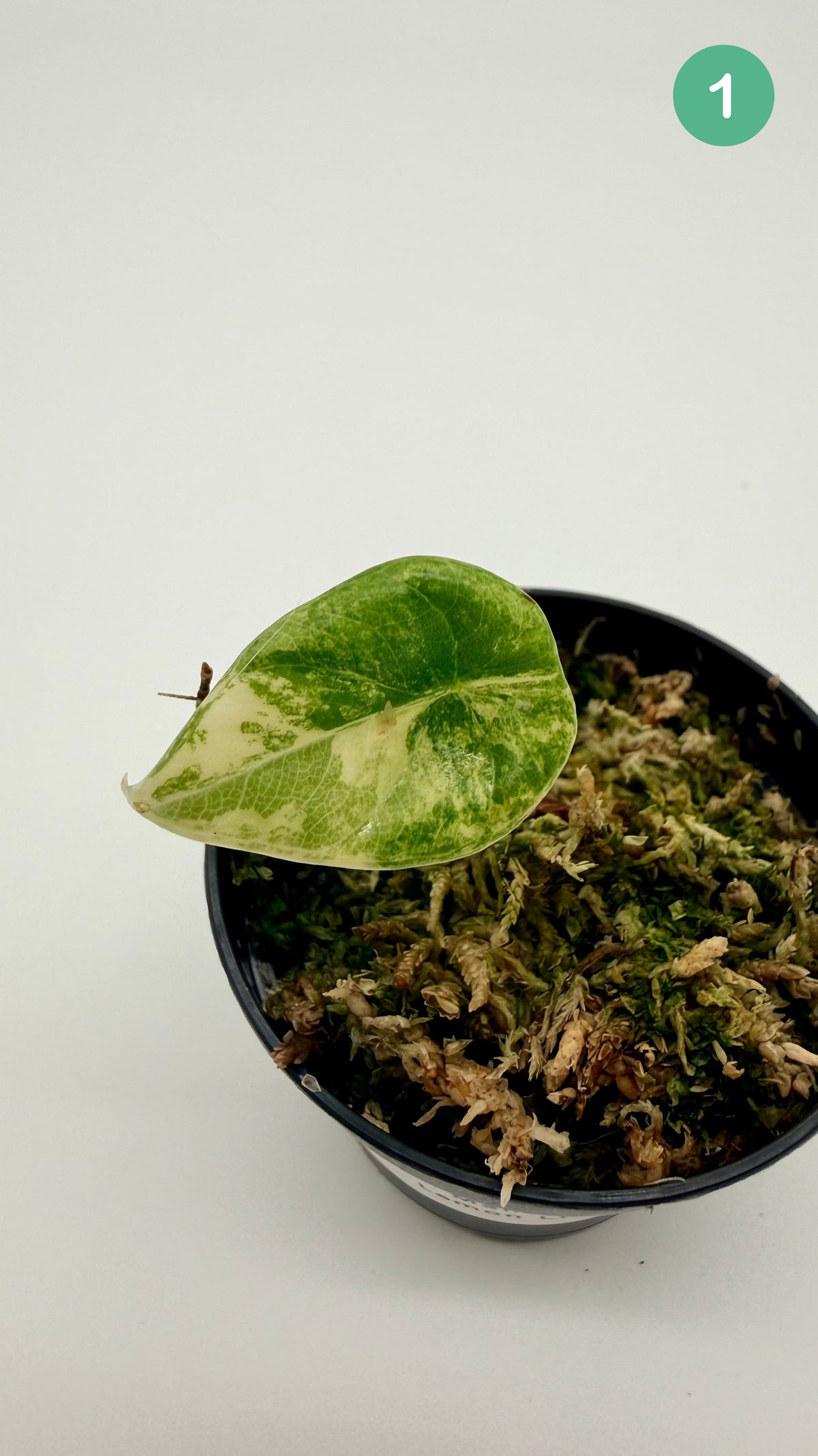 Alocasia Maharani Lemon Lime Variegata