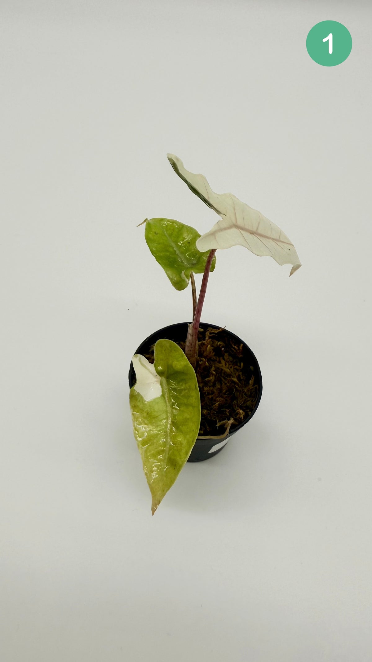 Alocasia Pseudo Sanderiana Albo/Pink Variegata