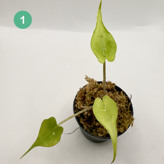 Alocasia Stingray Mint Variegata