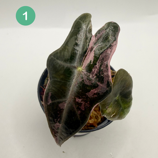 Alocasia Sanderiana Nobilis Pink Variegata
