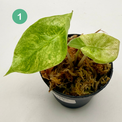 Alocasia Pink Dragon Aurea Variegata