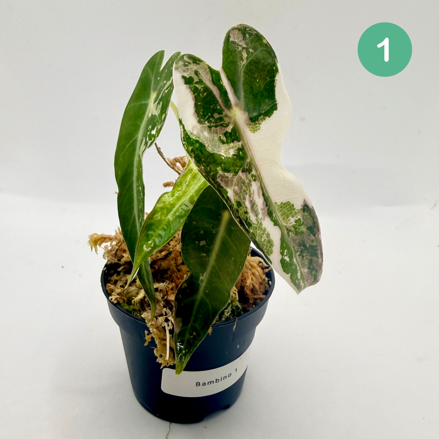 Alocasia Bambino Variegata - Pink/Albo