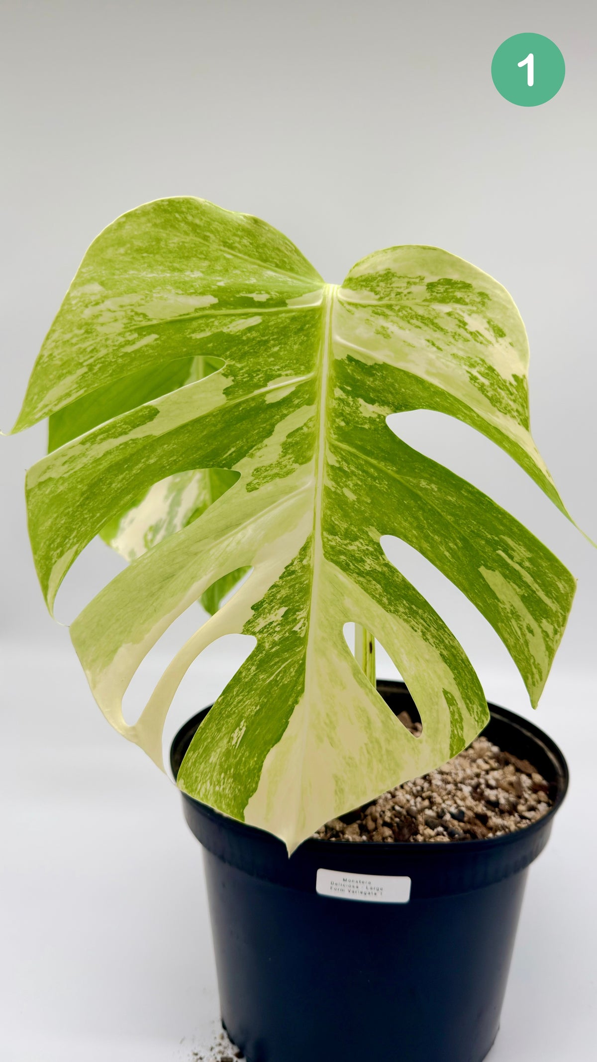 Monstera Deliciosa Variegated - Large Form