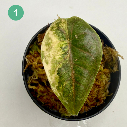 Alocasia Azlanii Aurea Variegata