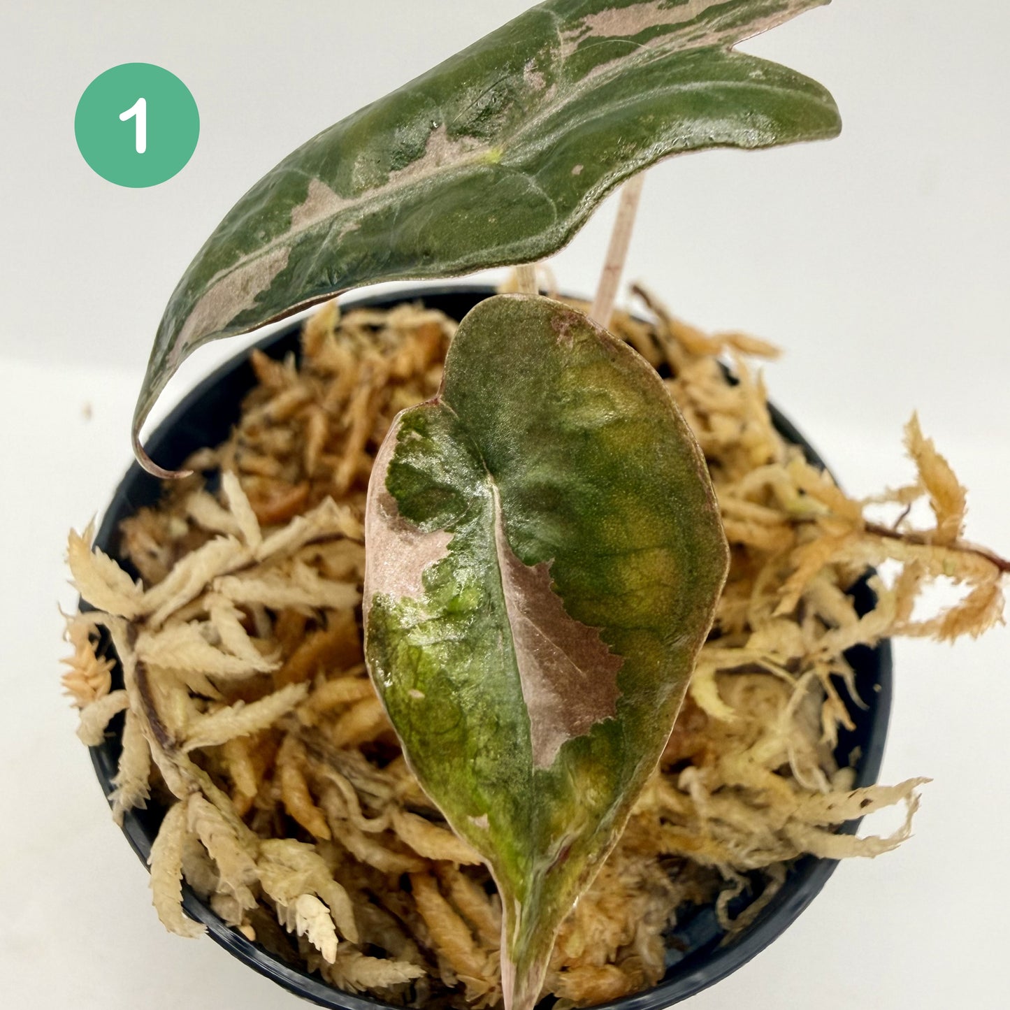 Alocasia Sanderiana Nobilis Pink Variegata
