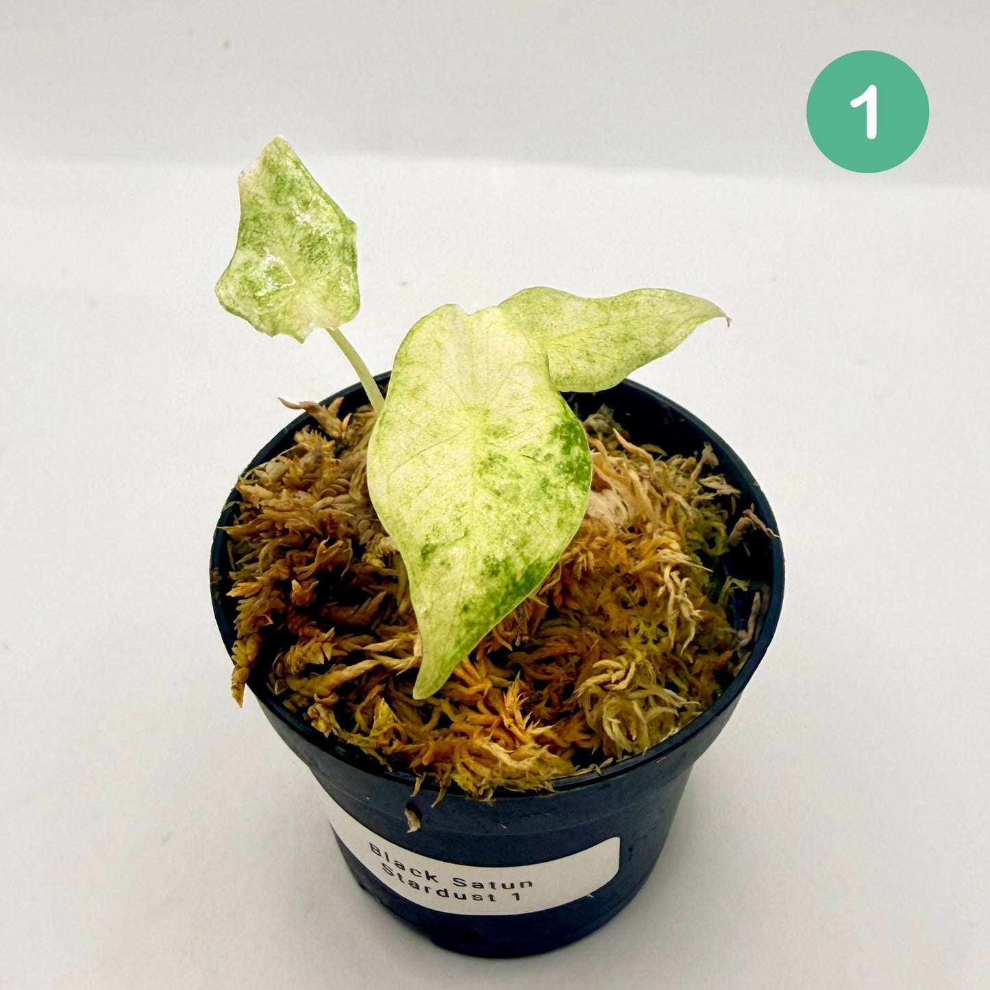 Alocasia Black Satun Stardust Variegata