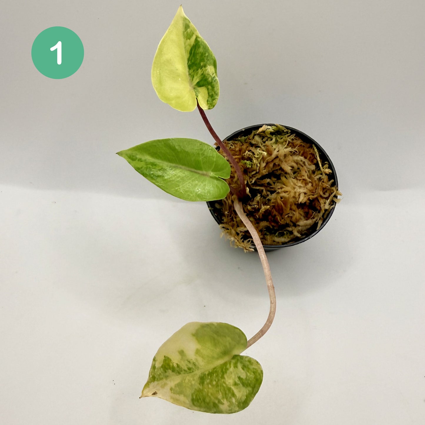 Alocasia Black Stem Aurea Variegata