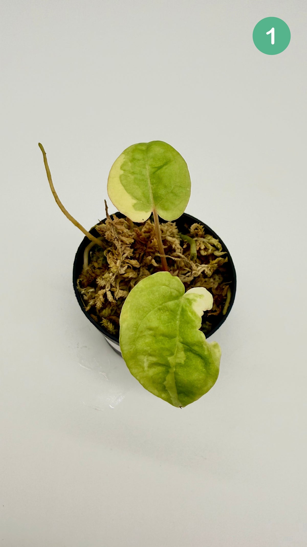 Anthurium Papillilaminum  x  Magnificum Variegata