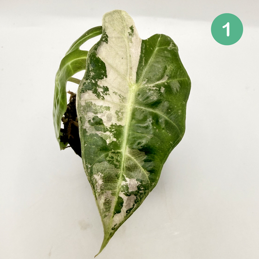 Alocasia Amazonica Pink/Albo Variegata