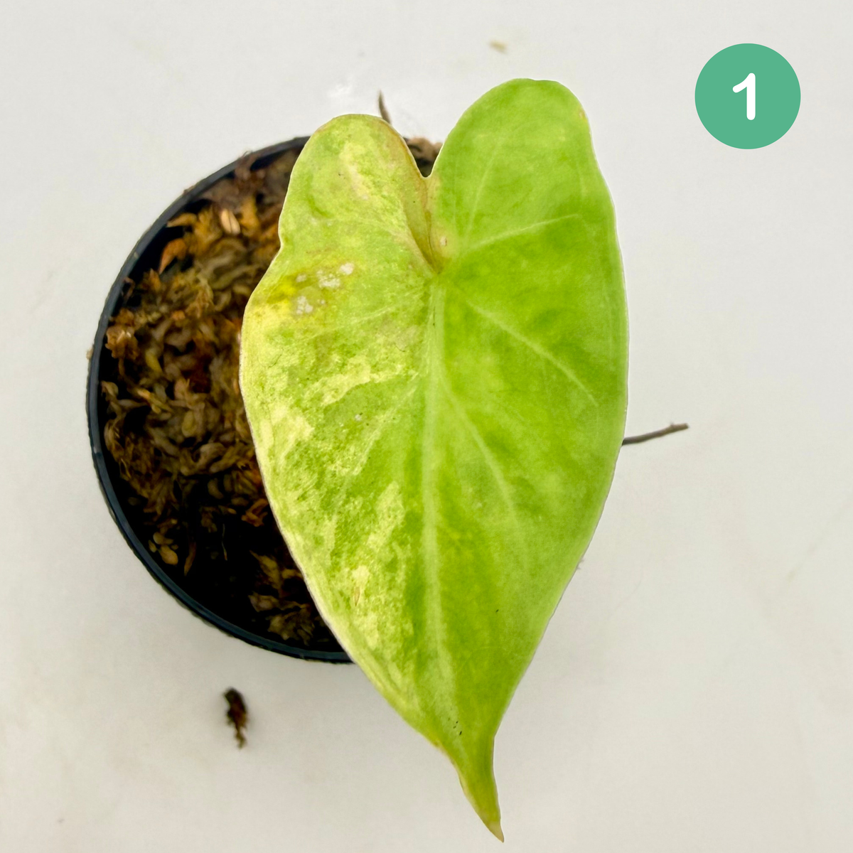 Alocasia Puber Aurea Variegata
