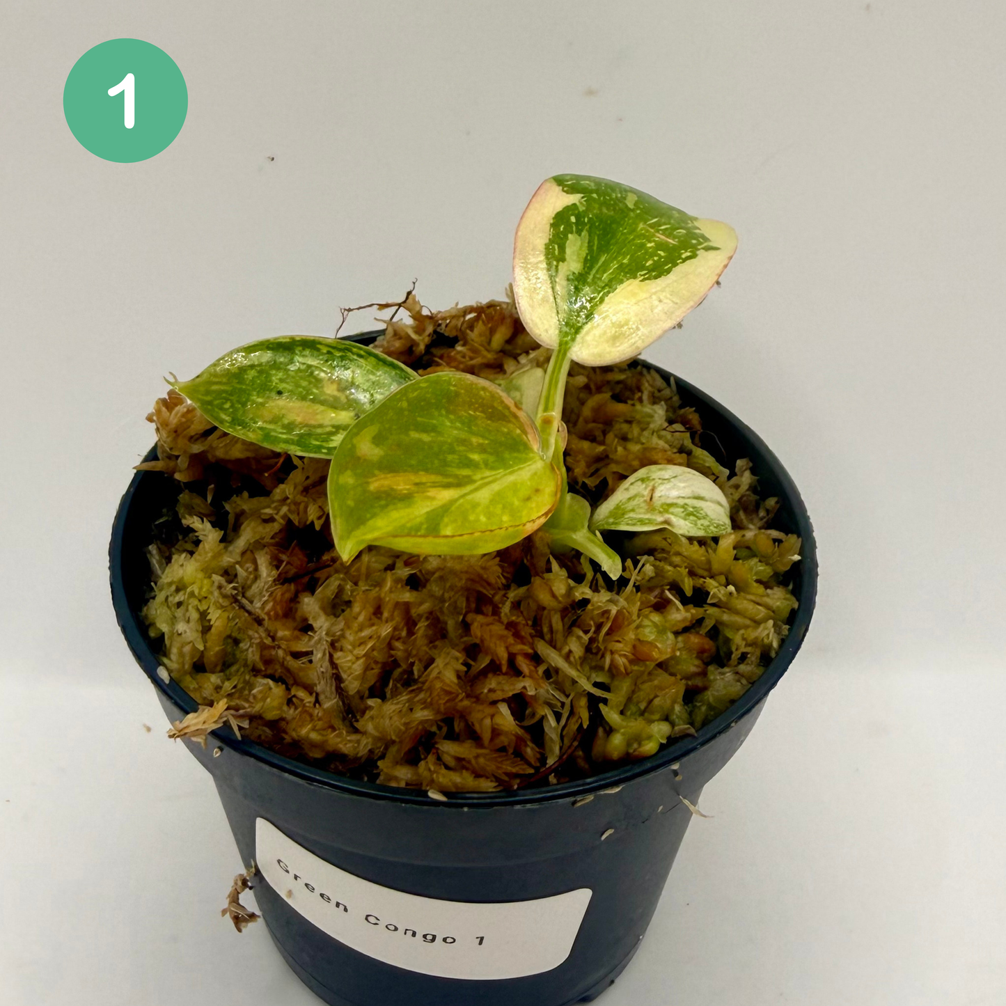 Philodendron Green Congo Variegated