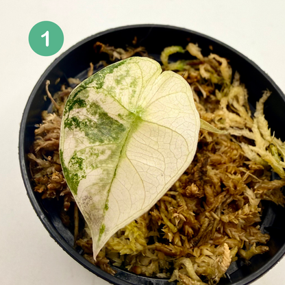 Alocasia Sanderiana Bull Pink/Albo Variegata