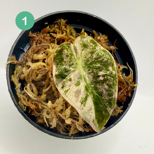 Alocasia Heart Balloon Pink/Albo Variegata