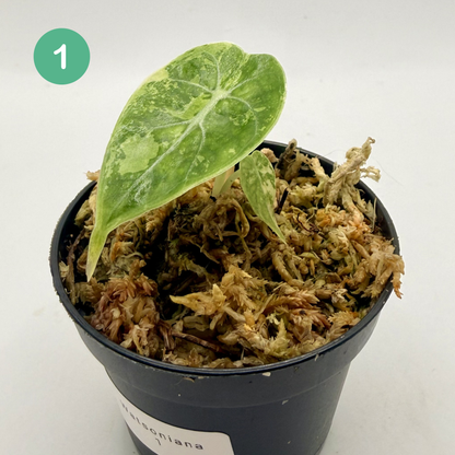 Alocasia Watsoniana Aurea Variegata