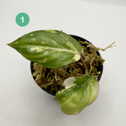 Philodendron Gloriosum Tricolor/Galaxy Variegated