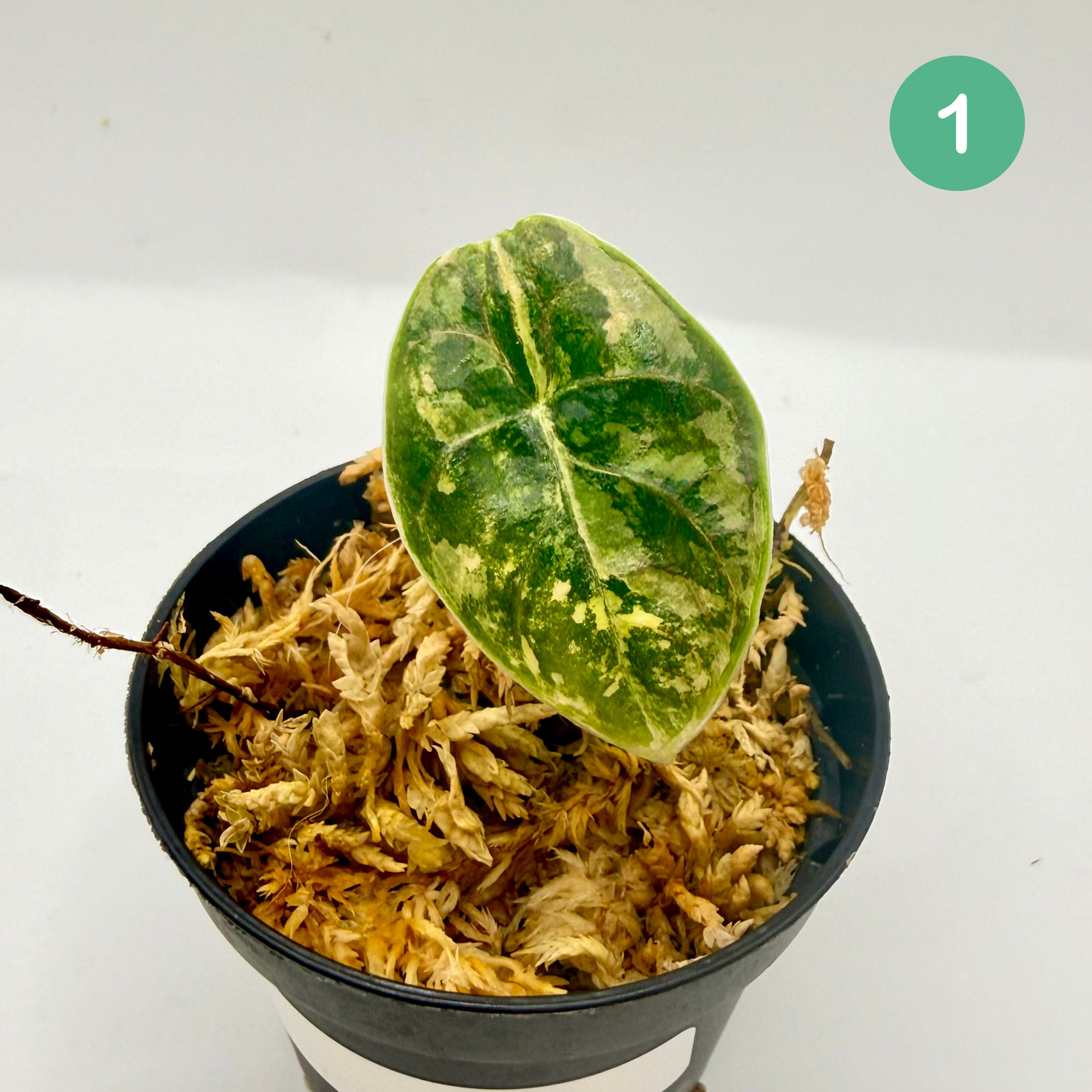 Alocasia Azlanii Aurea Variegata