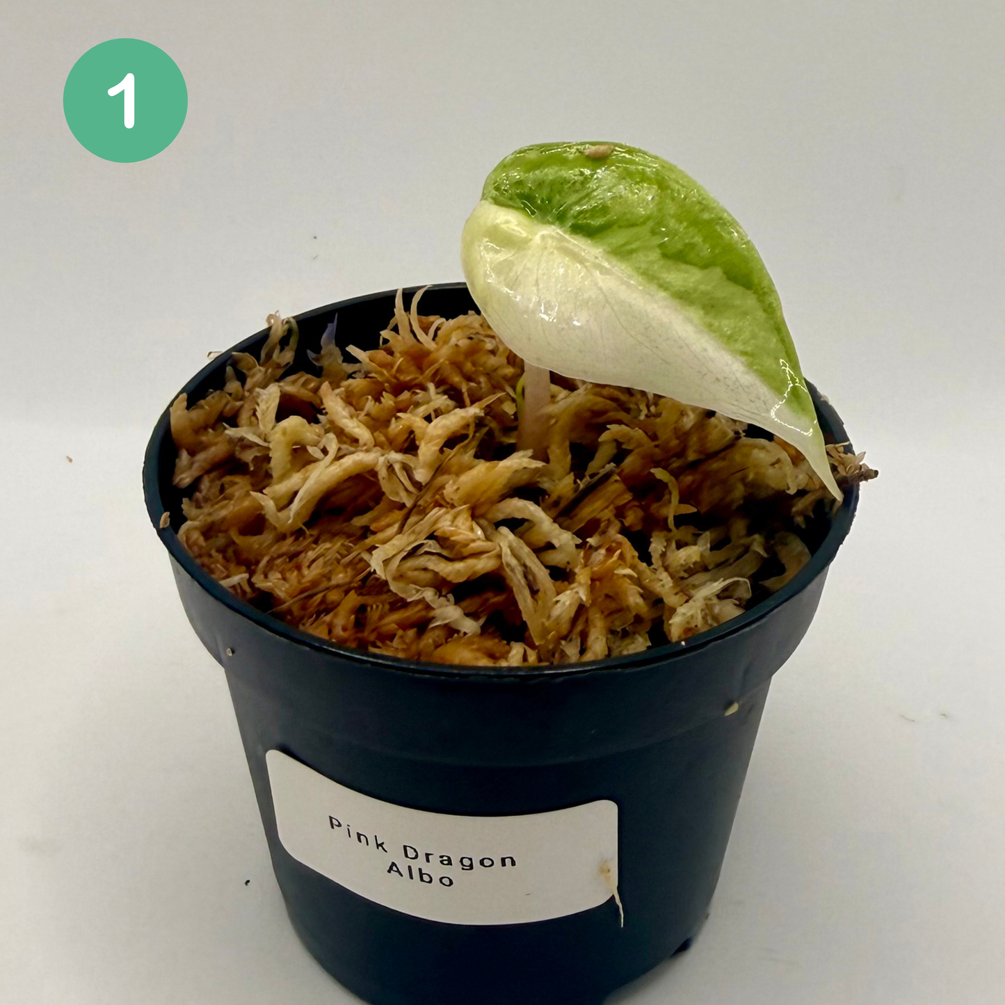 Alocasia Pink Dragon Albo Variegata