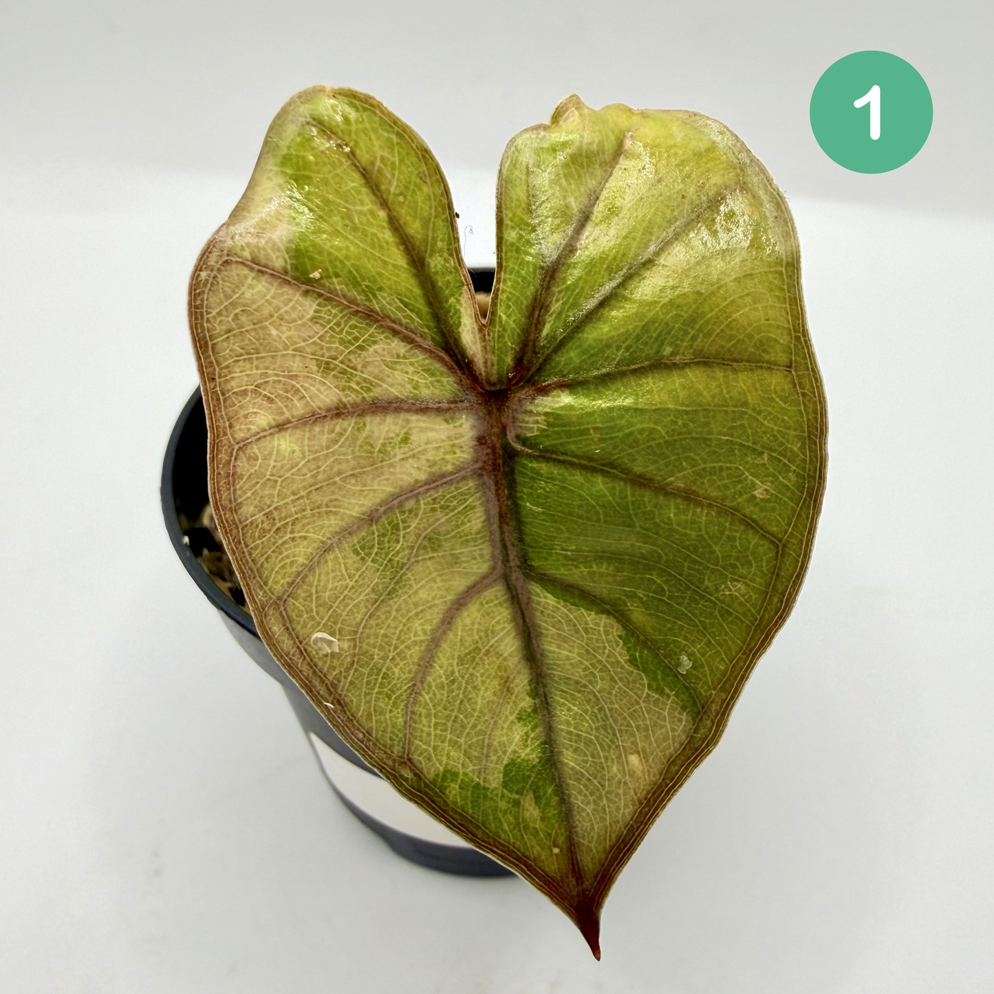 Alocasia Plumbea Nigra Albo/Pink Variegata