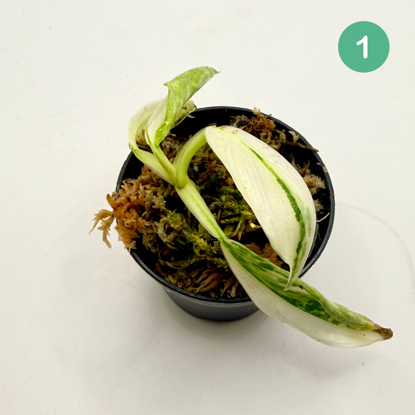 Philodendron Billietiae x José Buono Variegated