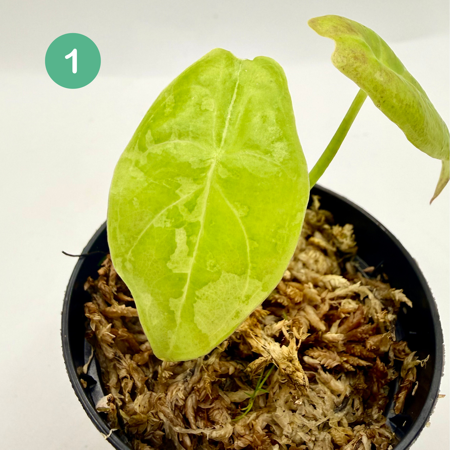 Alocasia Acuminata Albo Variegata