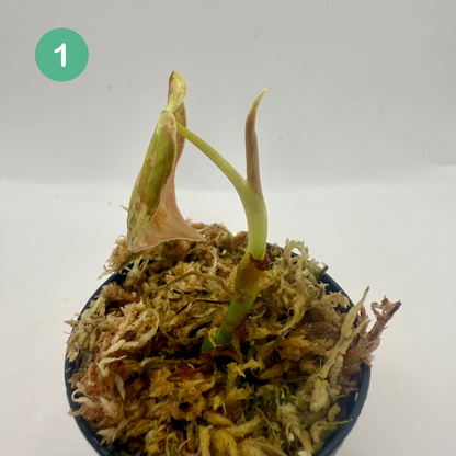 Philodendron Melanochrysum Orange/Pink Variegata